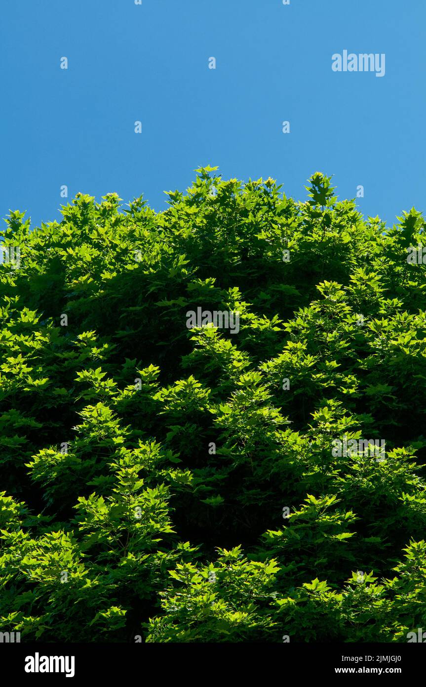Albero di acero Foto Stock