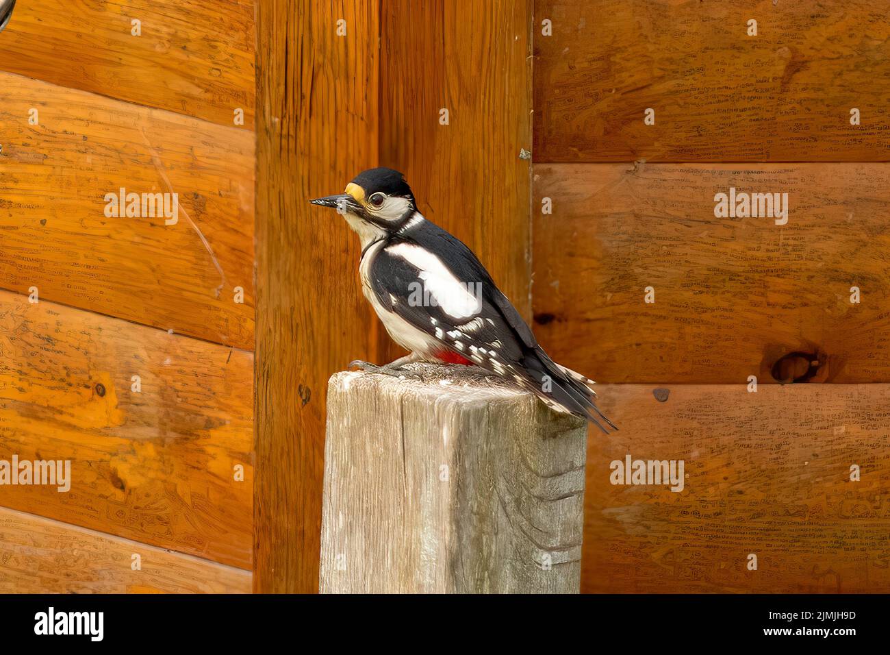 Greater Spotted Woodpecker, Dendrocopos Major, vicino a Tiverton, Devon, Inghilterra Foto Stock