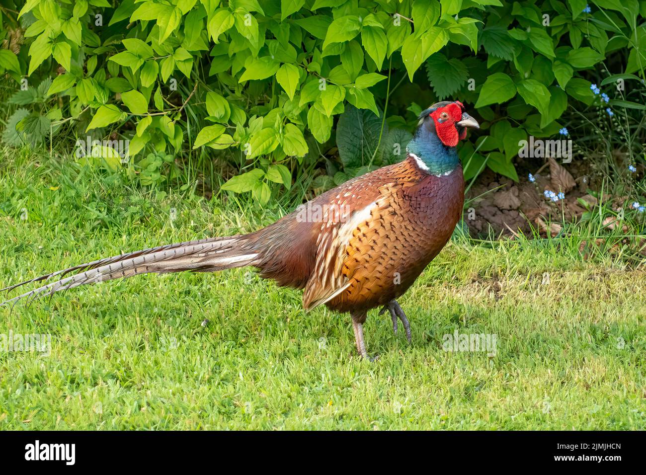 Pheasant maschio, Phasianus colchicus, vicino a Tiverton, Devon, Inghilterra Foto Stock