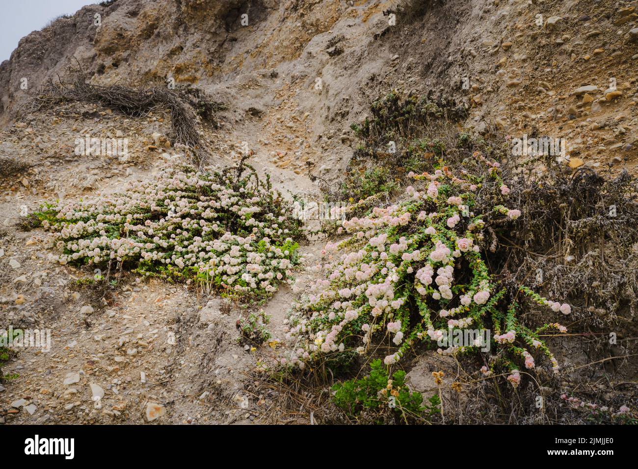 Grano saraceno di mare, o grano saraceno di costa sulla spiaggia in fiore, costa centrale della California. L'Eriogonum latifolium è originario della costa occidentale Foto Stock