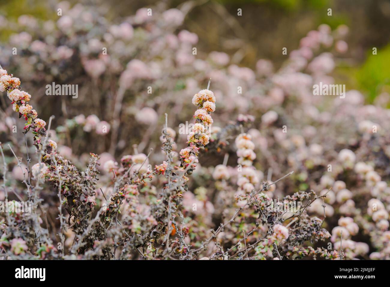 Grano saraceno di mare, o grano saraceno di costa sulla spiaggia in fiore, costa centrale della California. L'Eriogonum latifolium è originario della costa occidentale Foto Stock