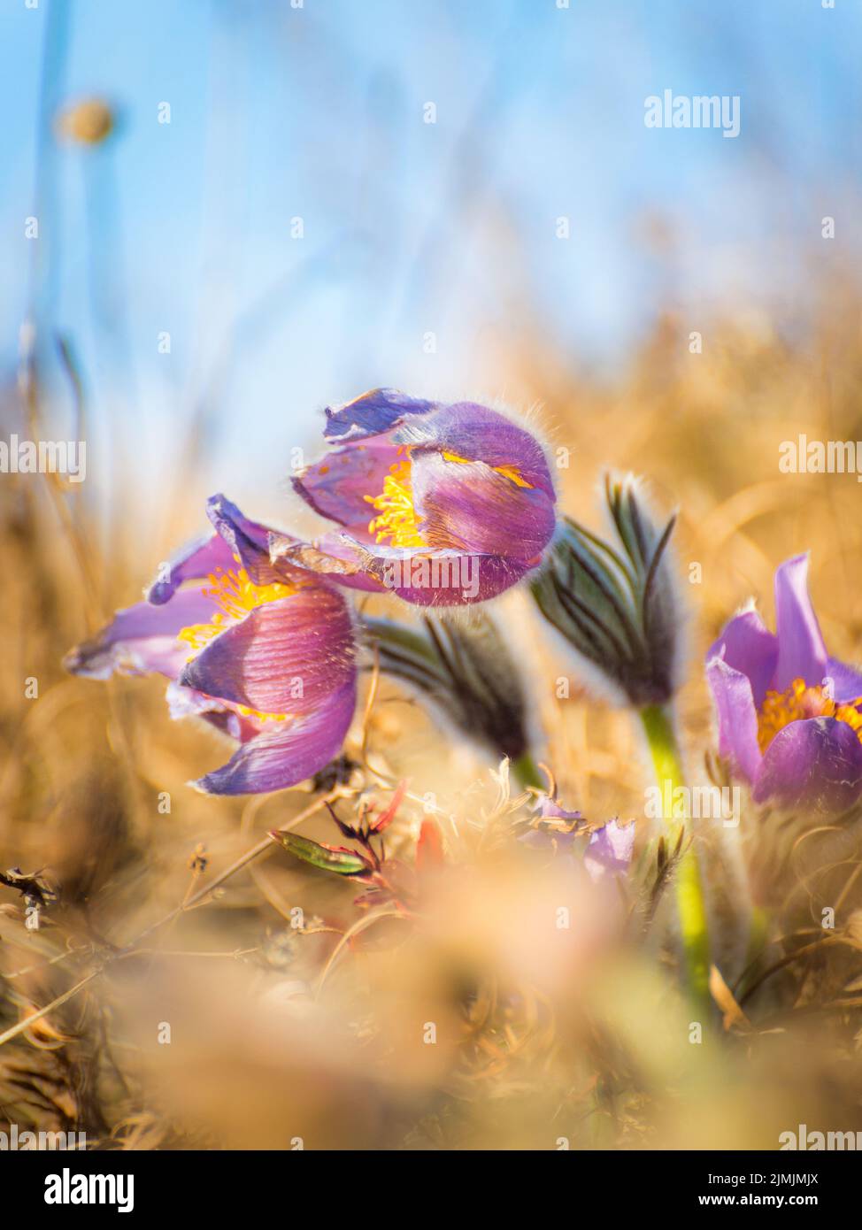 Fiore viola pasque in primavera Foto Stock
