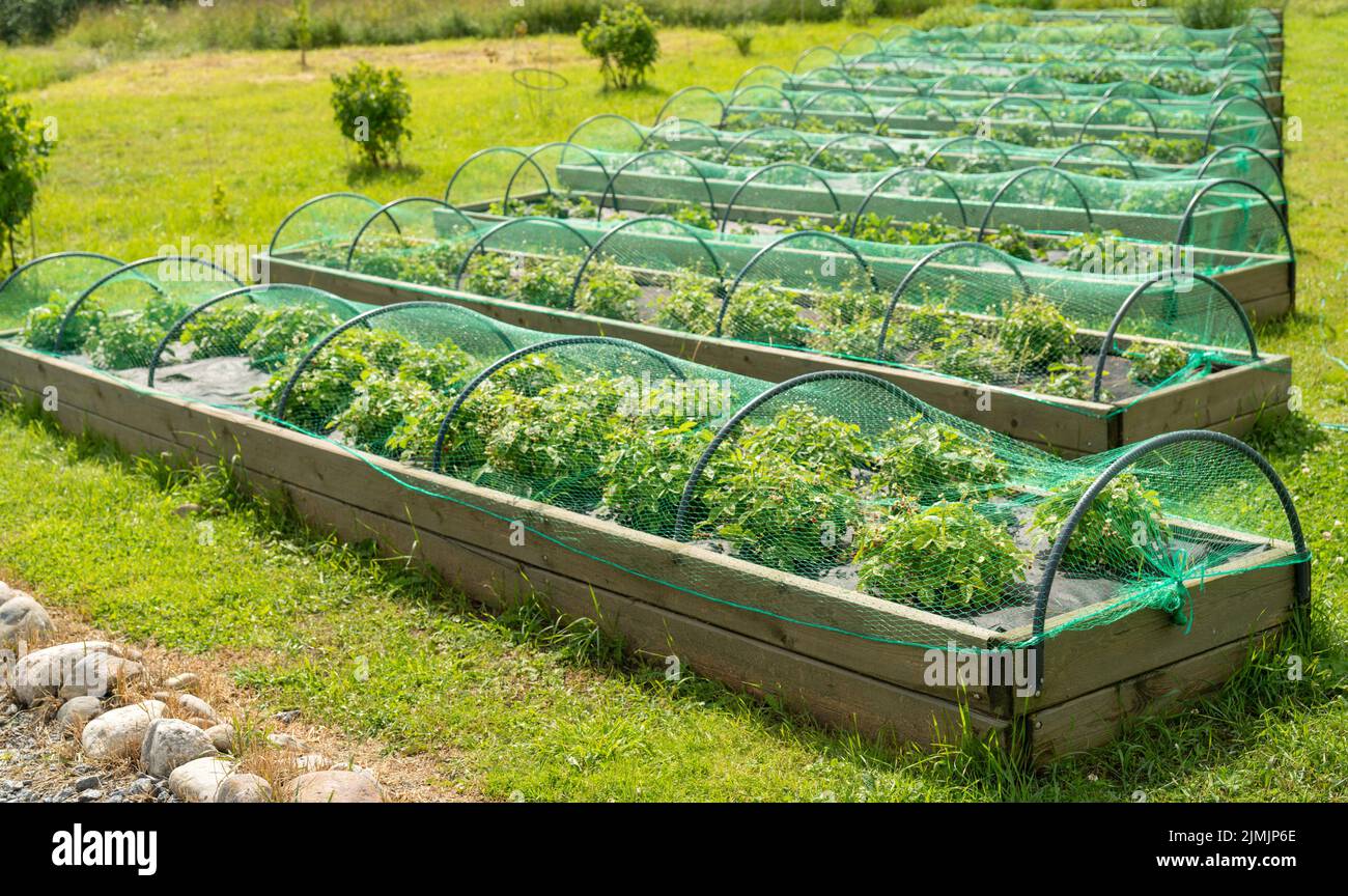 Bacche fragole nel giardino sotto il net. Estate raccolto. Foto Stock