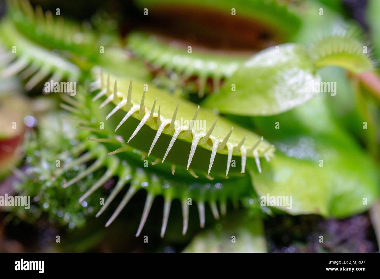 Carnivoro impianto di predatori Venus flytrap - Dionaea muscipula. Foto Stock