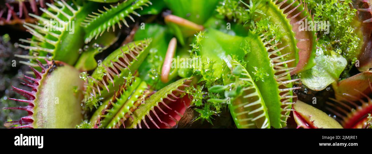 Carnivoro impianto di predatori Venus flytrap - Dionaea muscipula. Foto Stock