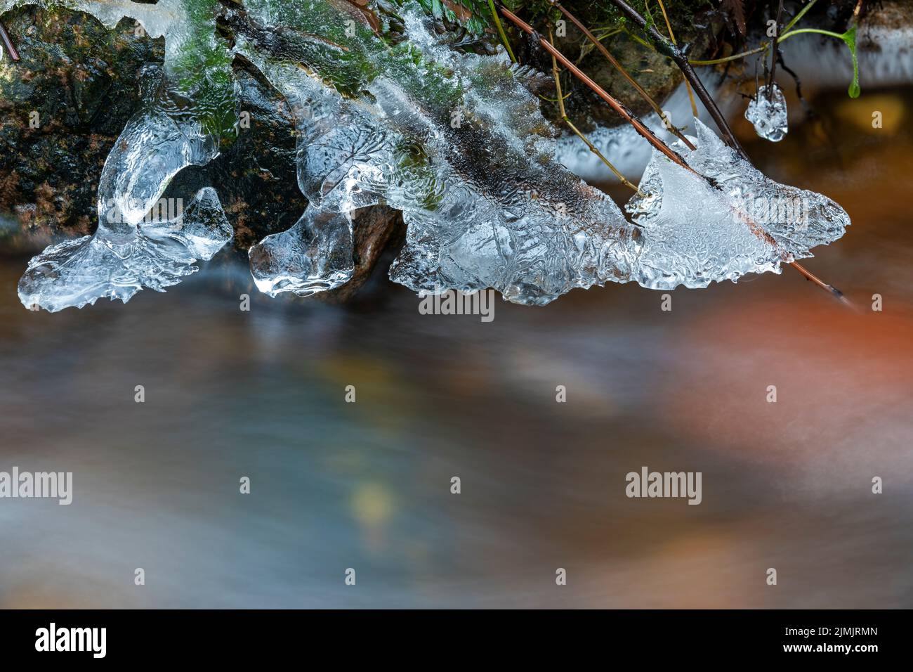 Strutture di ghiaccio su una banca del ruscello / Schierenwald - Schleswig-Holstein Foto Stock