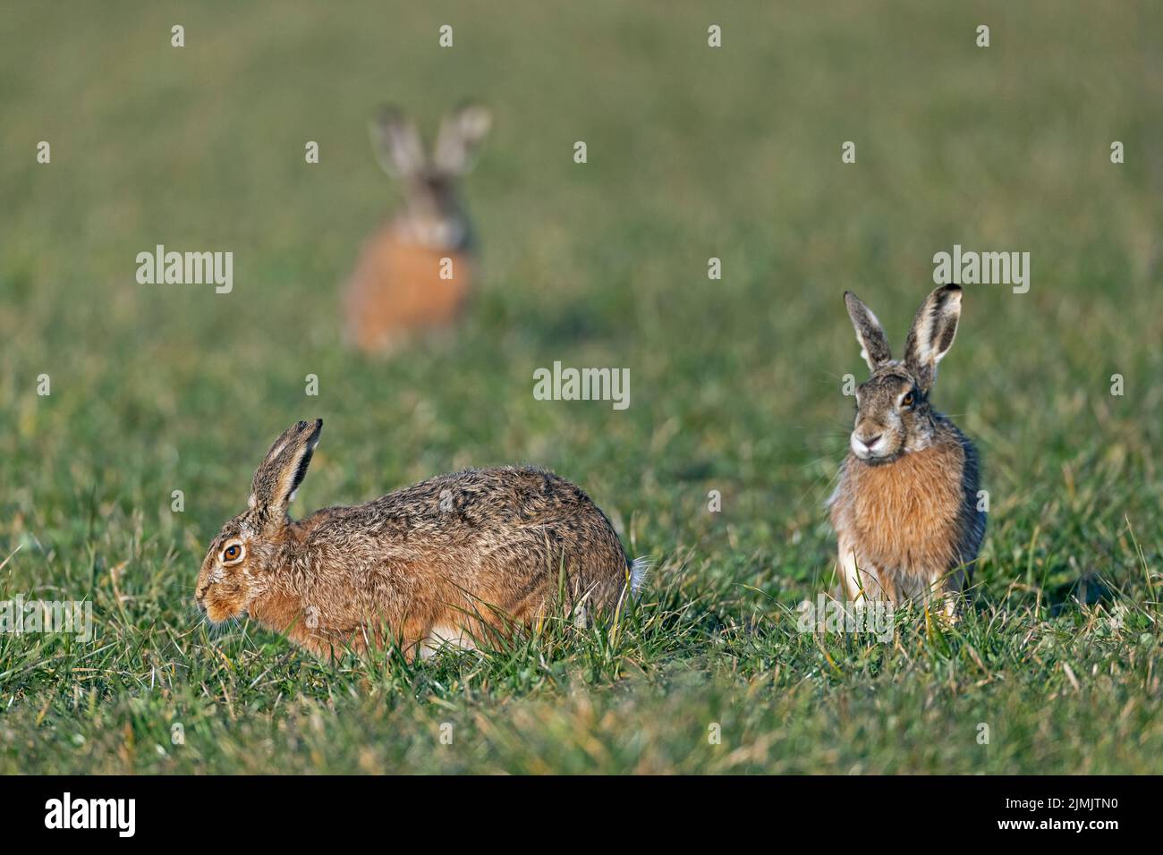 Teso calmo tra buck e femmina europea Hare nella stagione di accoppiamento / Lepus europaeus Foto Stock
