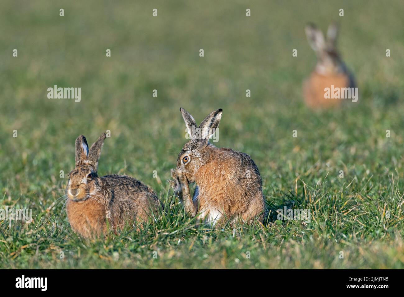 Teso calmo tra buck e femmina europeo Hare / Lepus europaeus Foto Stock