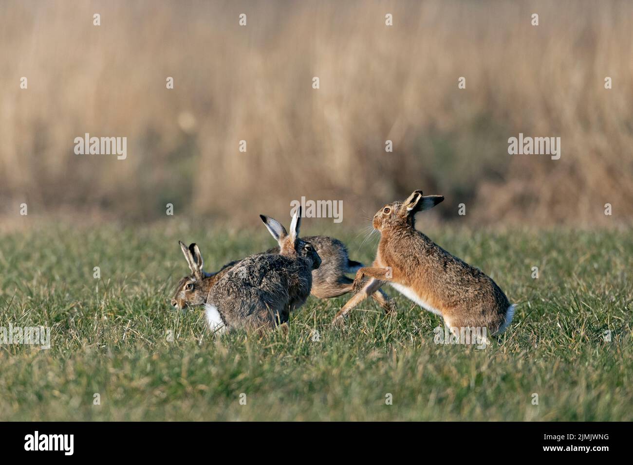 In una caccia cursoriale selvaggia, gli Hares europei maschili circondano la femmina Foto Stock