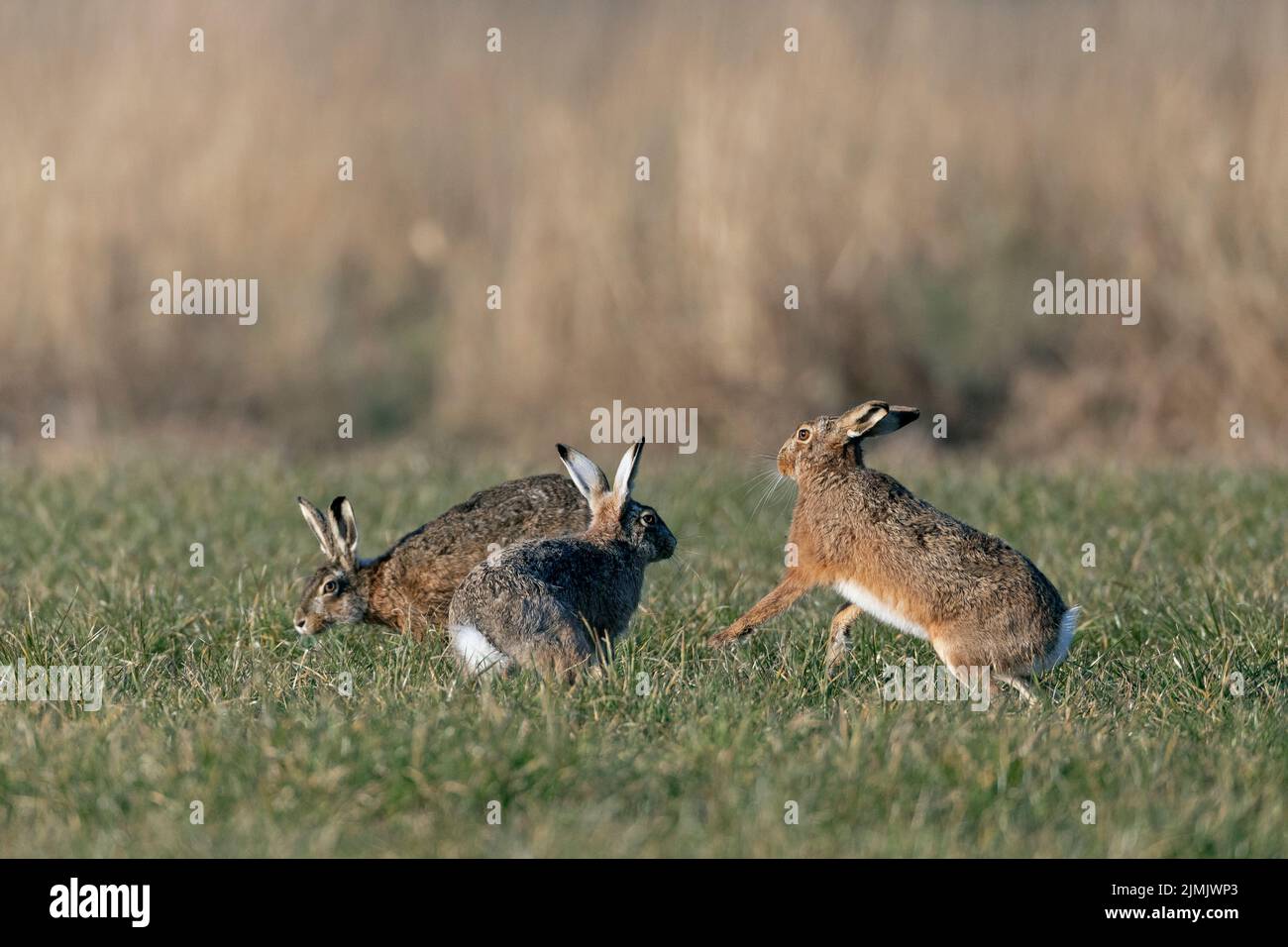 Gli Hares europei maschili offrono caccia cursoriale tra loro Foto Stock