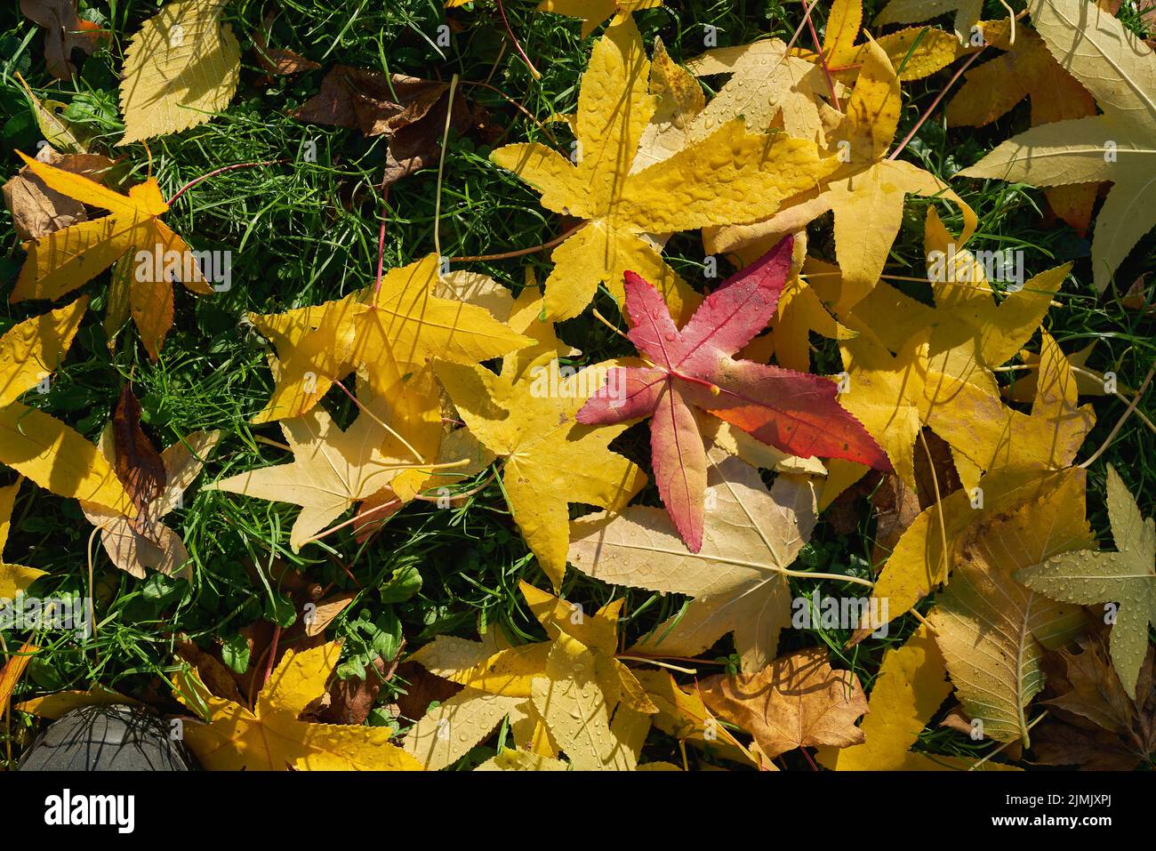Foglie di un albero di gomma dolce americano, Liquidambar styraciflua sul terreno in autunno Foto Stock