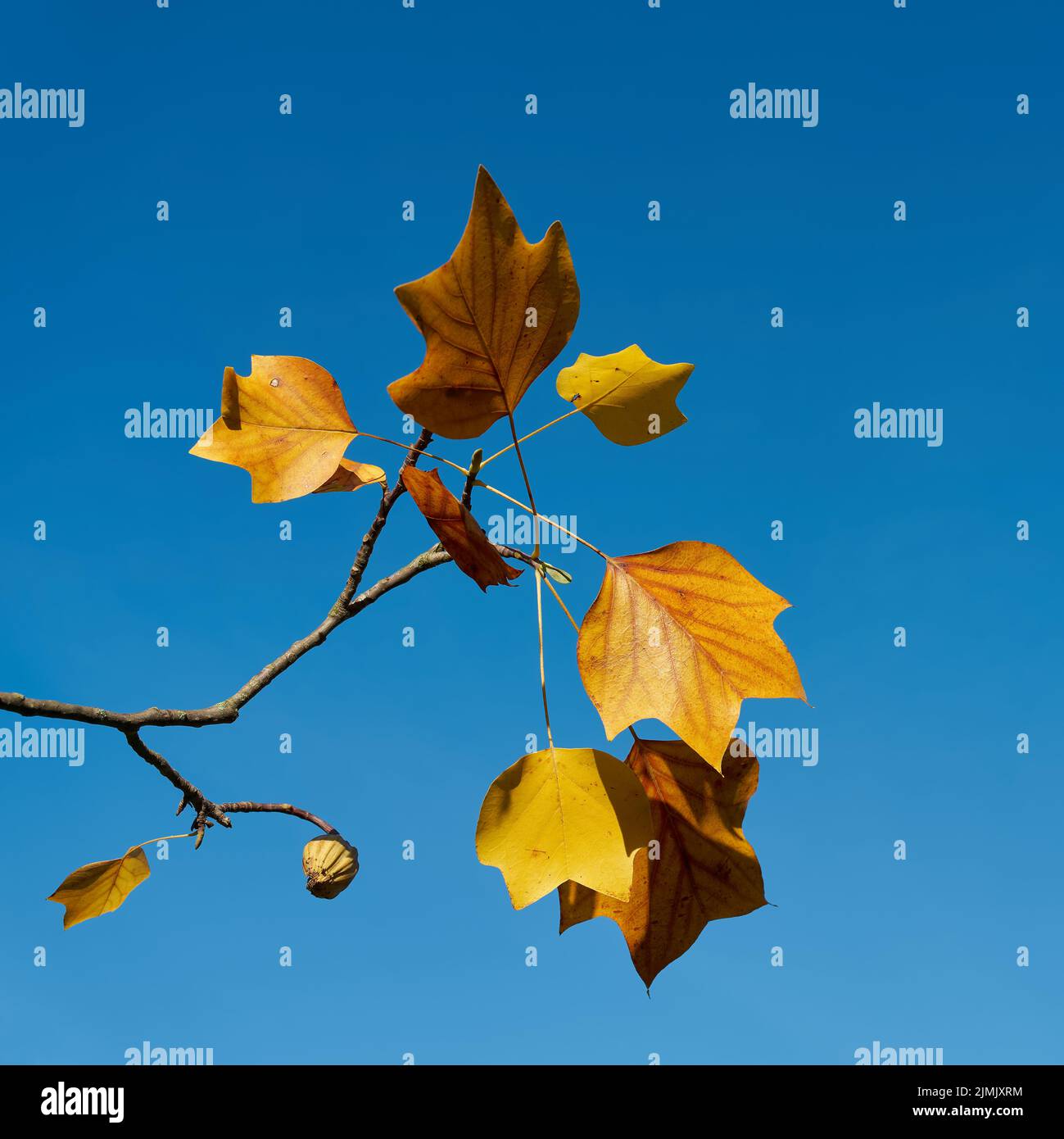 Foglie di un tulipano, Liriodendron tulipifera con coloratissimo colore autunnale e cielo blu Foto Stock