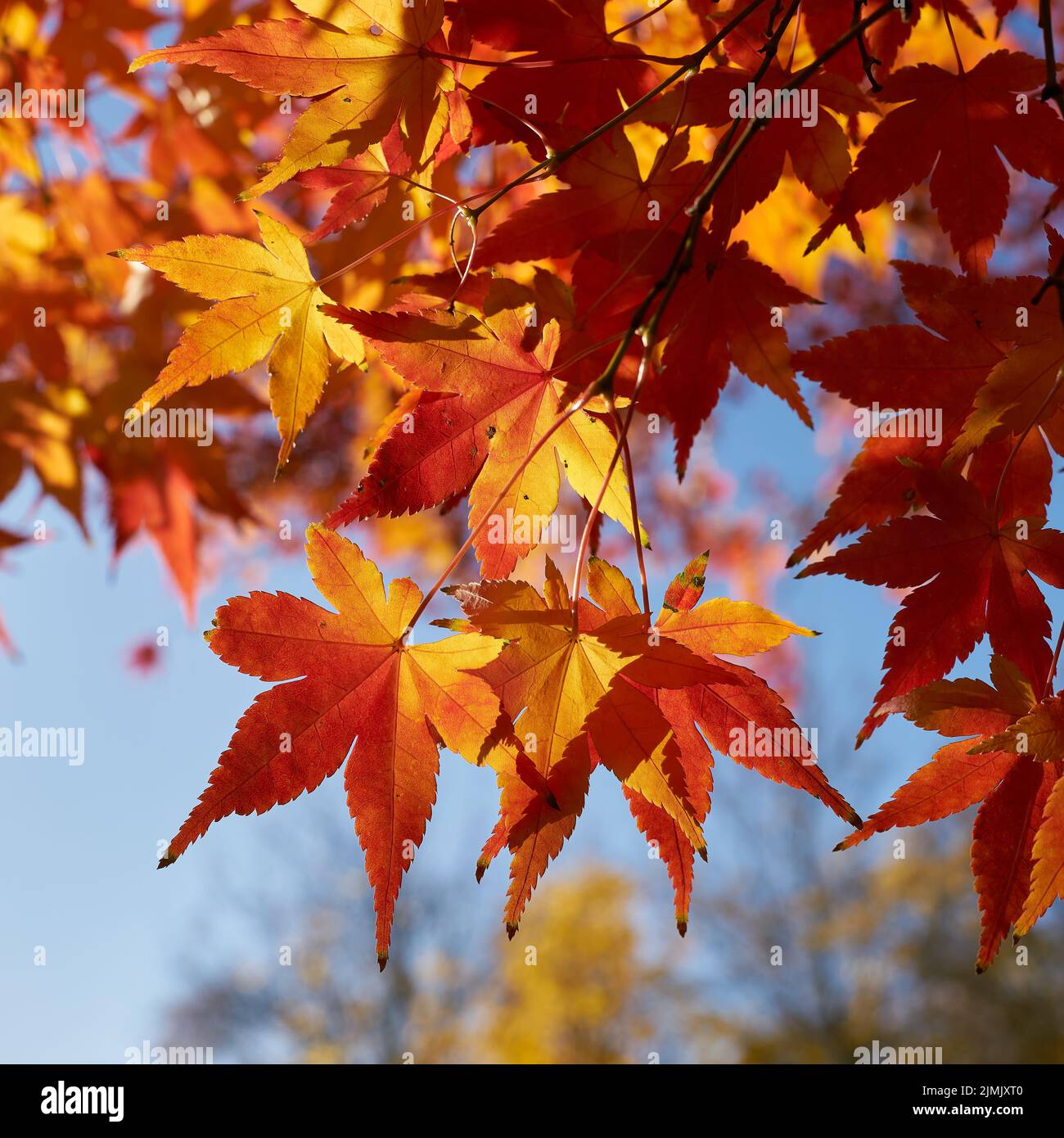 Acero giapponese, Acer palmatum con colorazioni luminose in un parco in autunno Foto Stock