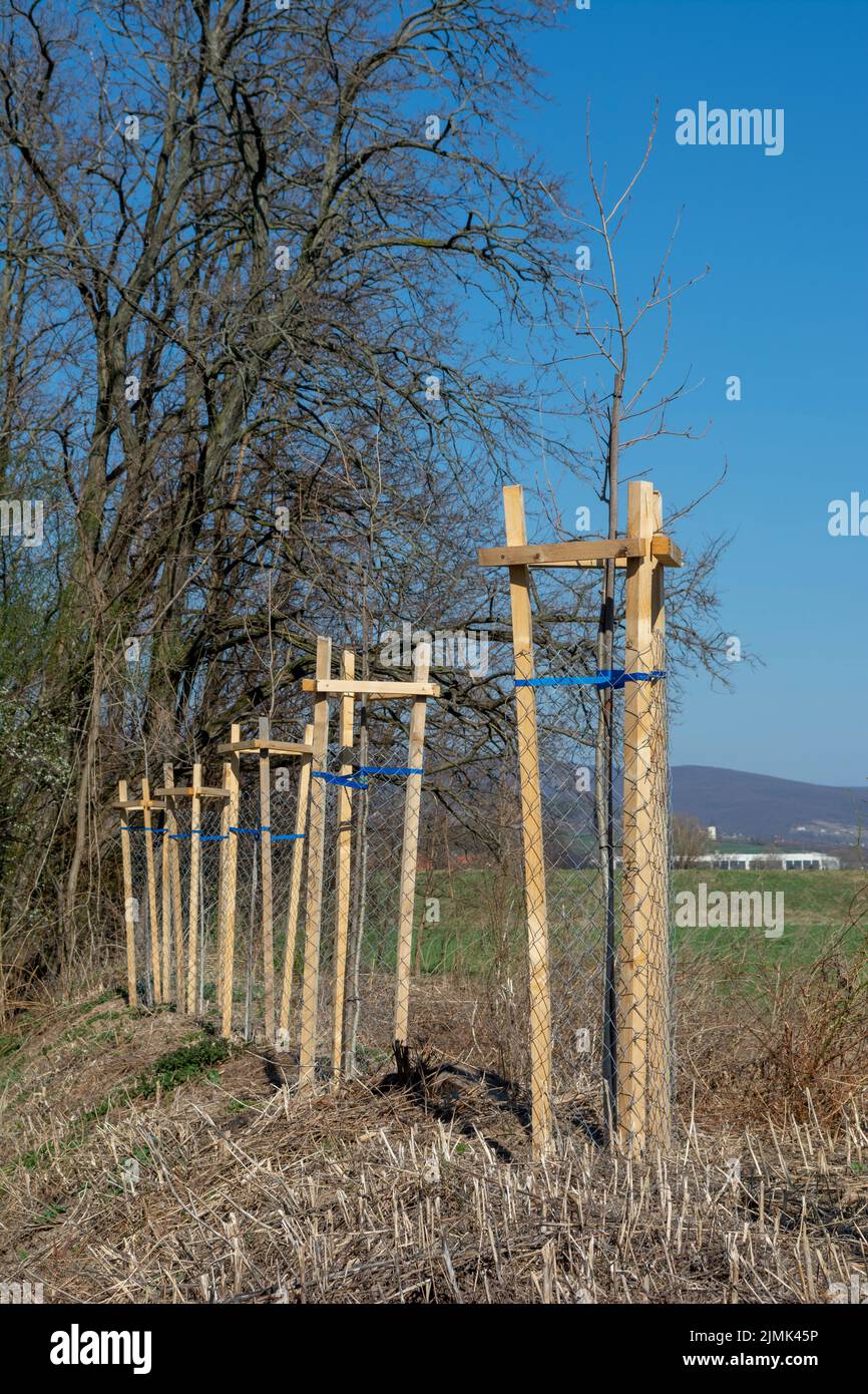 Protezione dell'albero a rete che protegge l'albero giovane dai danni alla fauna selvatica. Piantatura o segatura recintata con rete di protezione metallica. Foto Stock