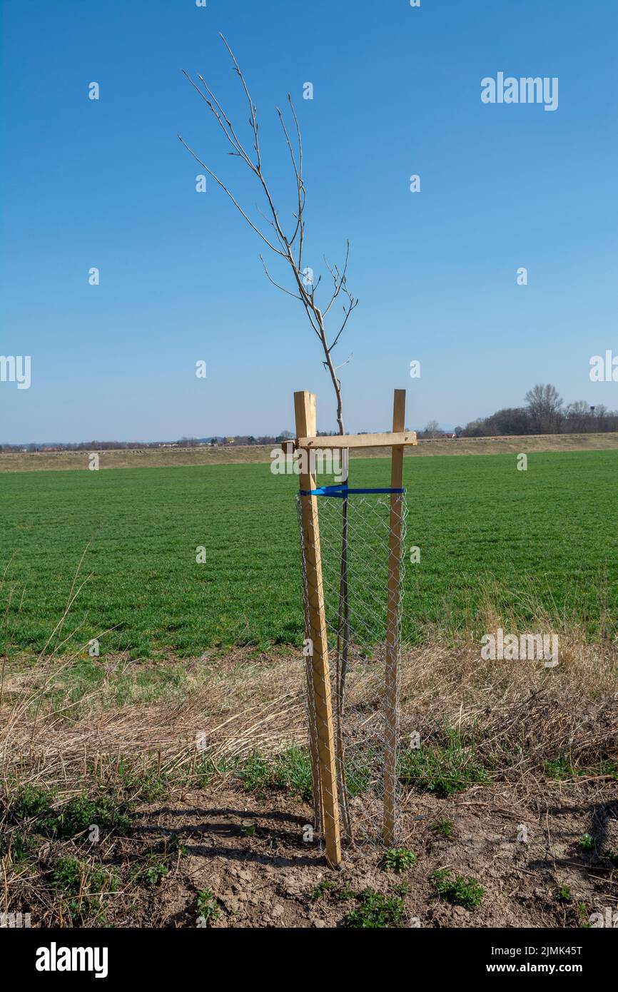 Protezione dell'albero a rete che protegge l'albero giovane dai danni alla fauna selvatica. Piantatura o segatura recintata con rete di protezione metallica. Foto Stock