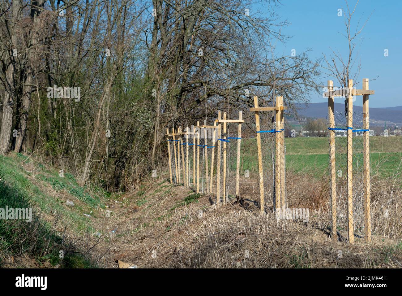 Protezione dell'albero a rete che protegge l'albero giovane dai danni alla fauna selvatica. Piantatura o segatura recintata con rete di protezione metallica. Foto Stock