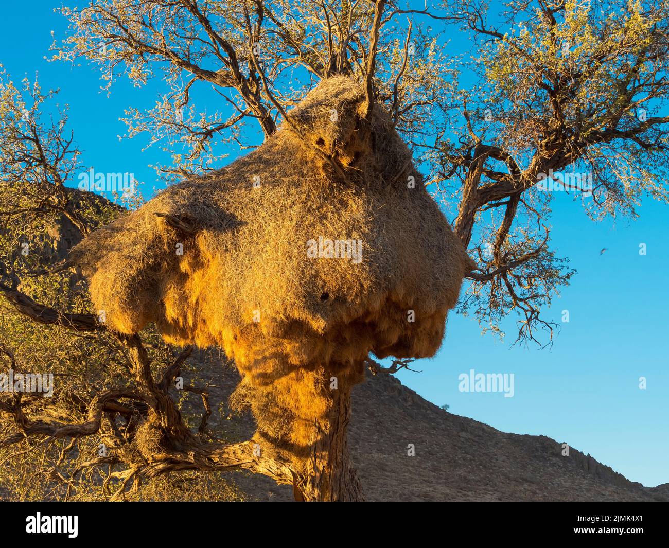 Albero di dorso di cammello (Vachellia erioloba) con un grande nido di uccelli tessitori nella riserva naturale di Kulala, ai margini del deserto del Namib Foto Stock