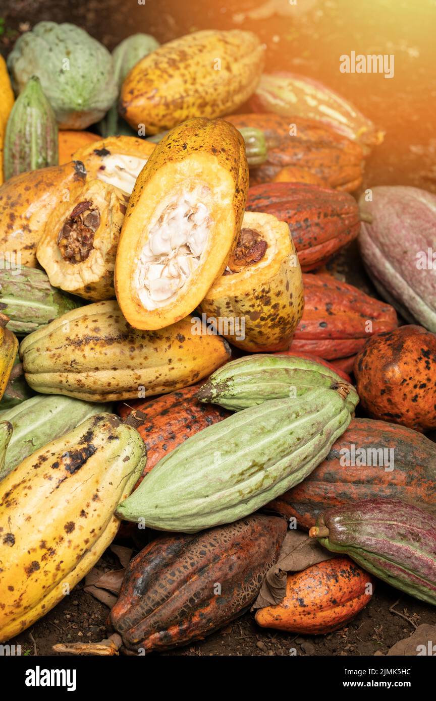 Vista ravvicinata delle cialde di piante di cioccolato crudo Foto Stock
