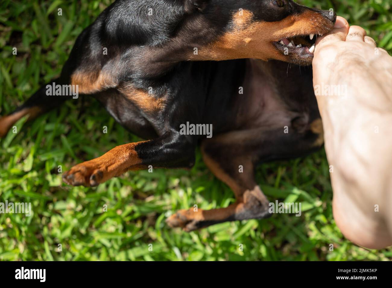 Pincher cane morso gioco dita gamba su erba verde vista ravvicinata Foto Stock