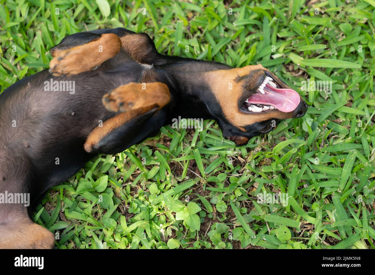 Il cane Pincher si adagiò sul retro in erba verde sopra la vista Foto Stock