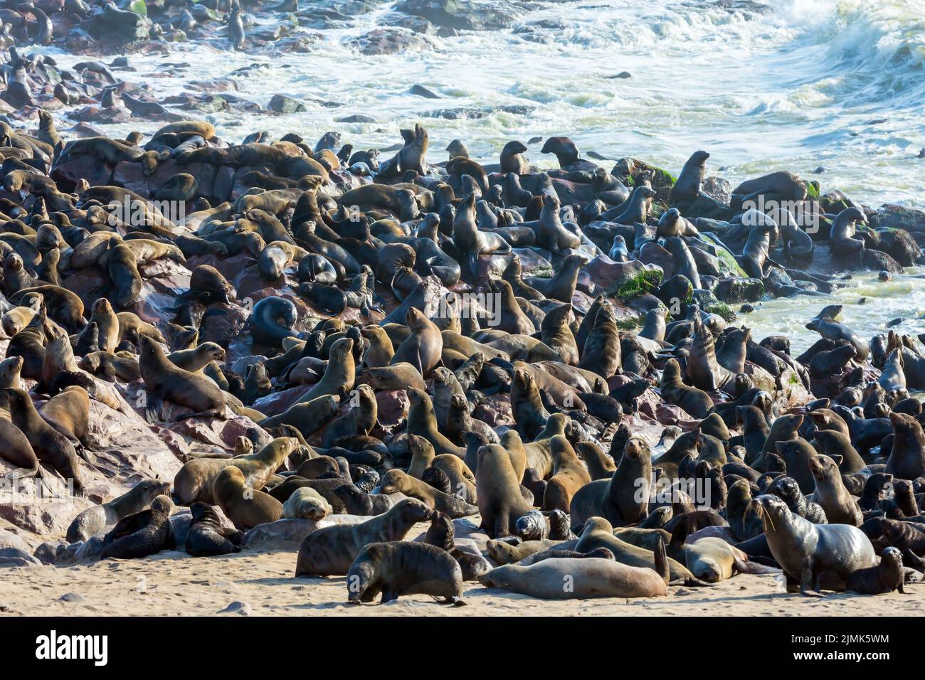 Colonia di foche da pelliccia. Africa Foto Stock