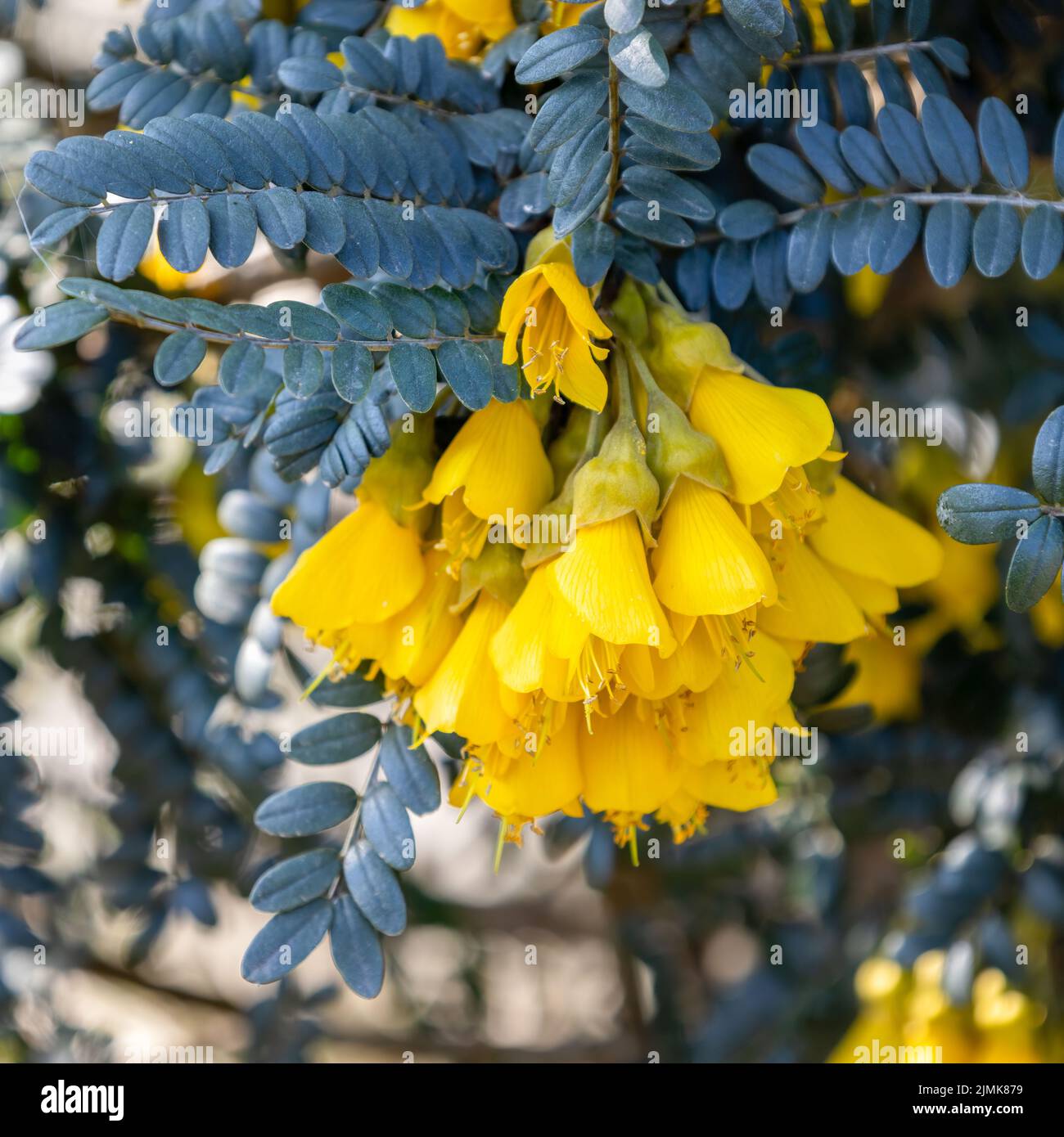 Sophora denudata arbusto di Bory fiorito in East Grinstead Foto Stock