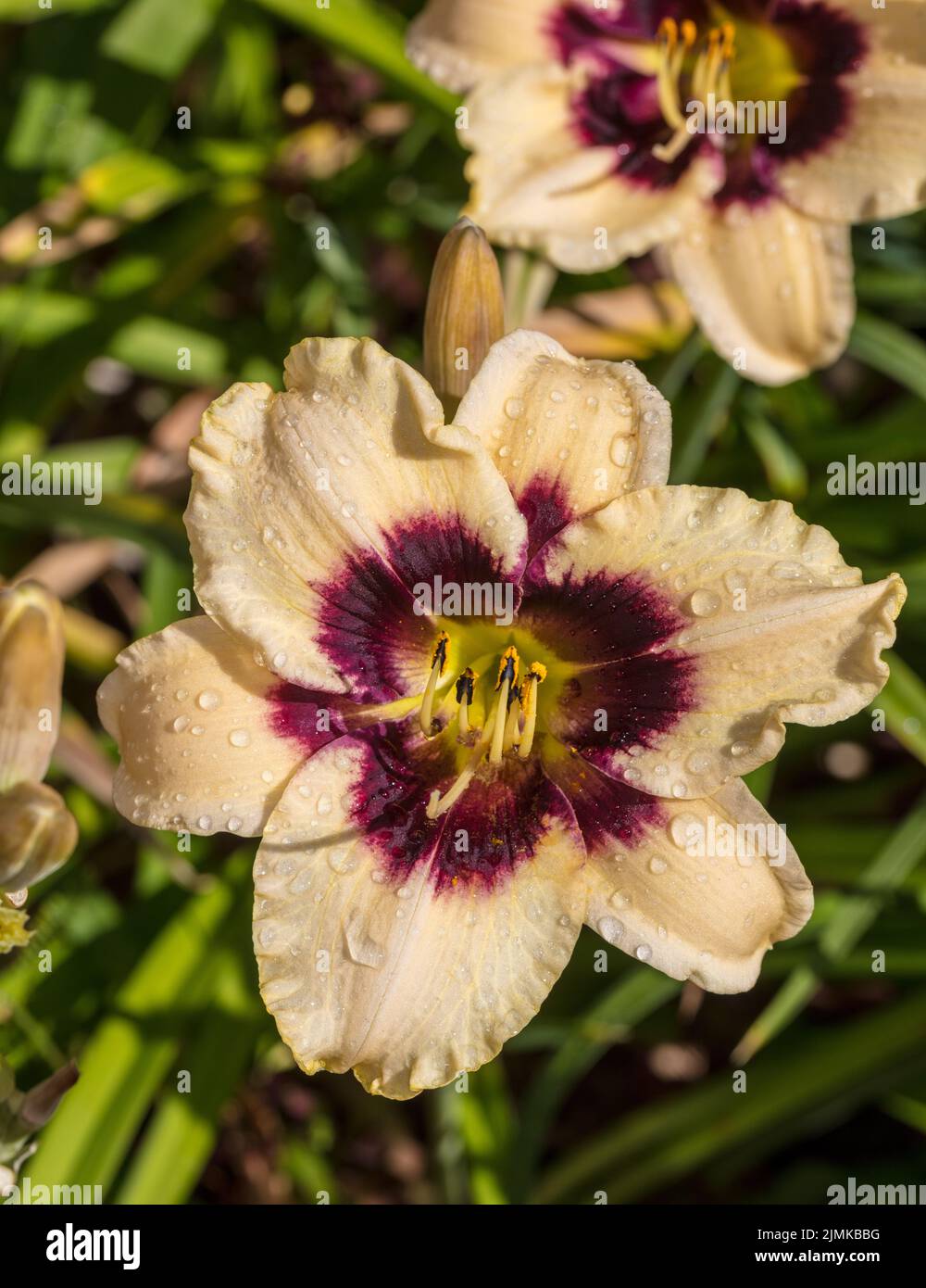 "Piano Man" Daylily, daglilja (Hemerocallis) Foto Stock