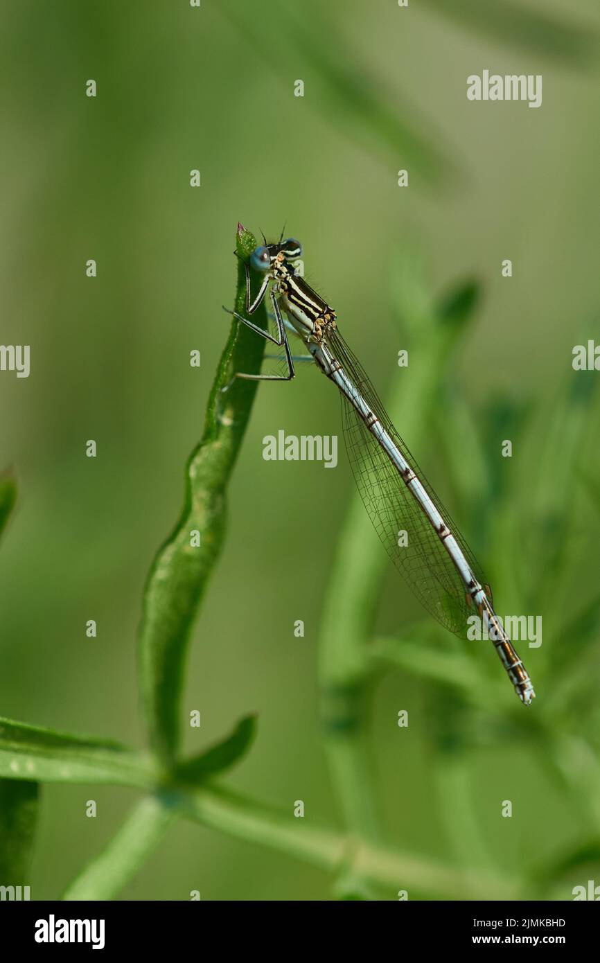 Bianco-damselfly zampe Foto Stock