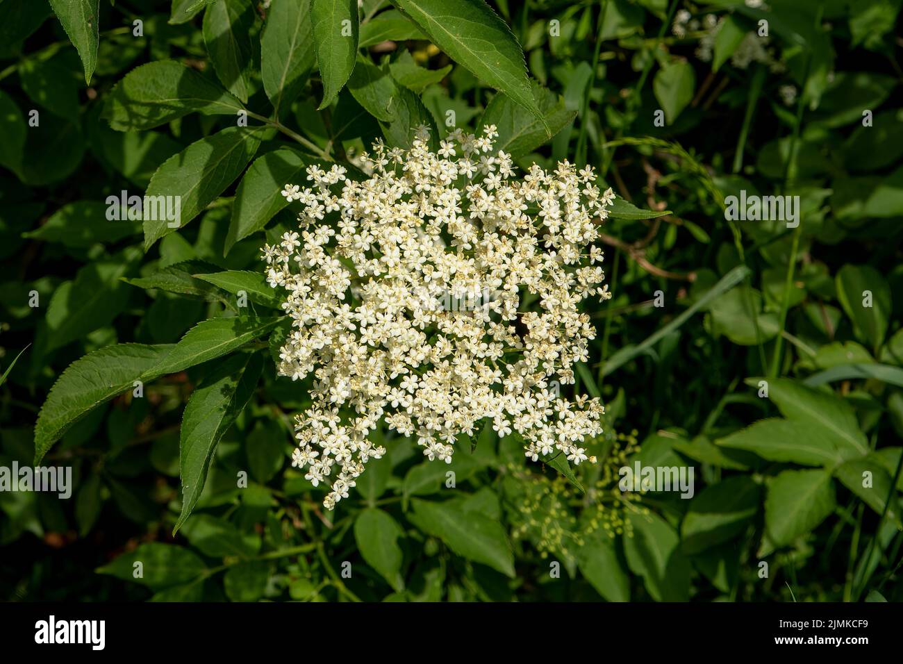 Sambucus nigra, fiore di Elderberry Foto Stock