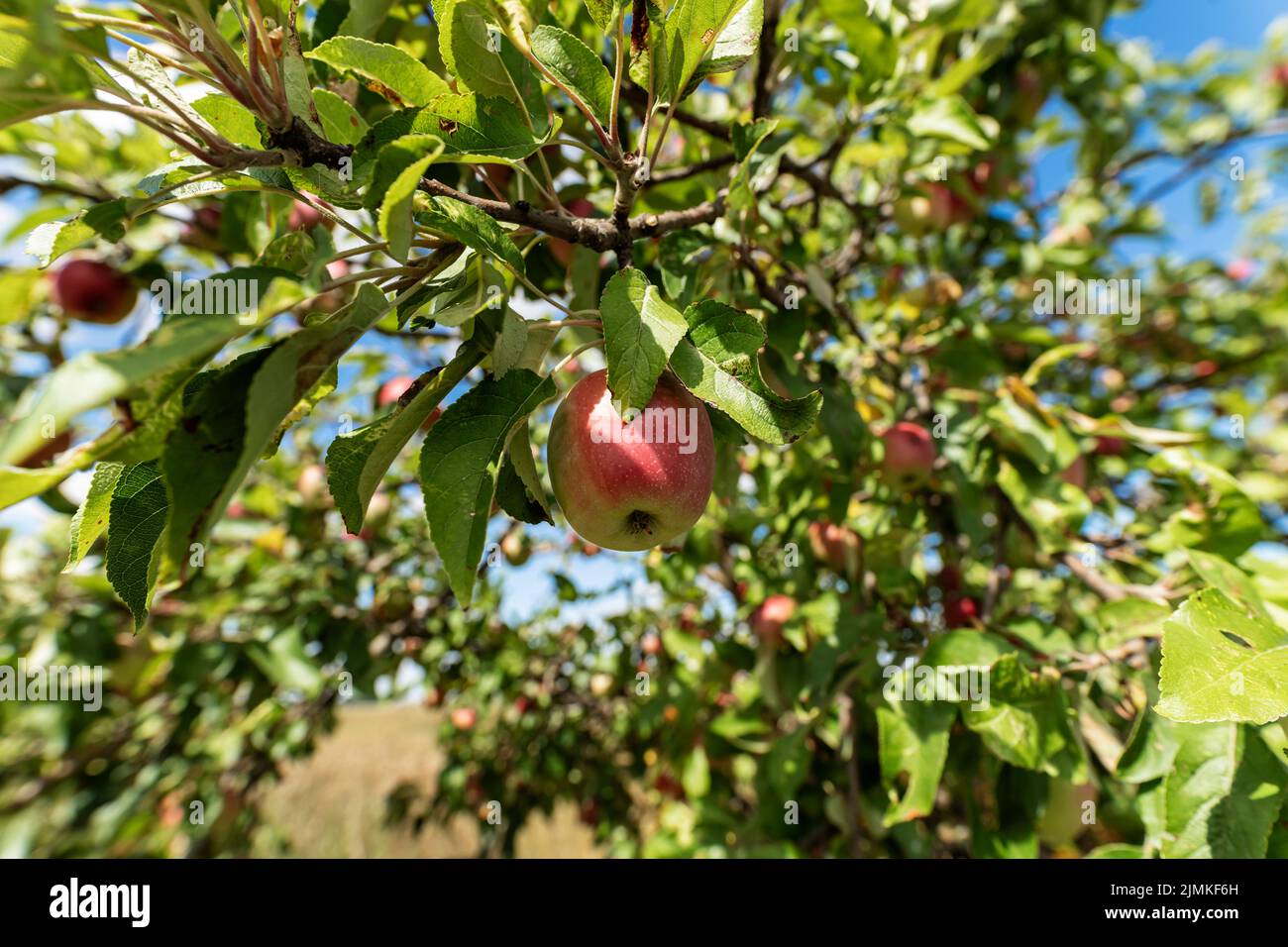 Le mele su un albero di mele Foto Stock