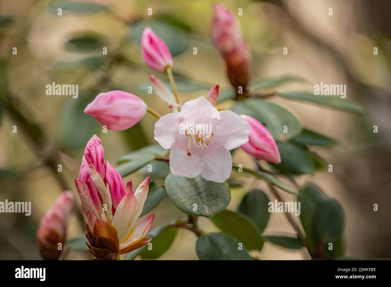 Rododendro Foto Stock