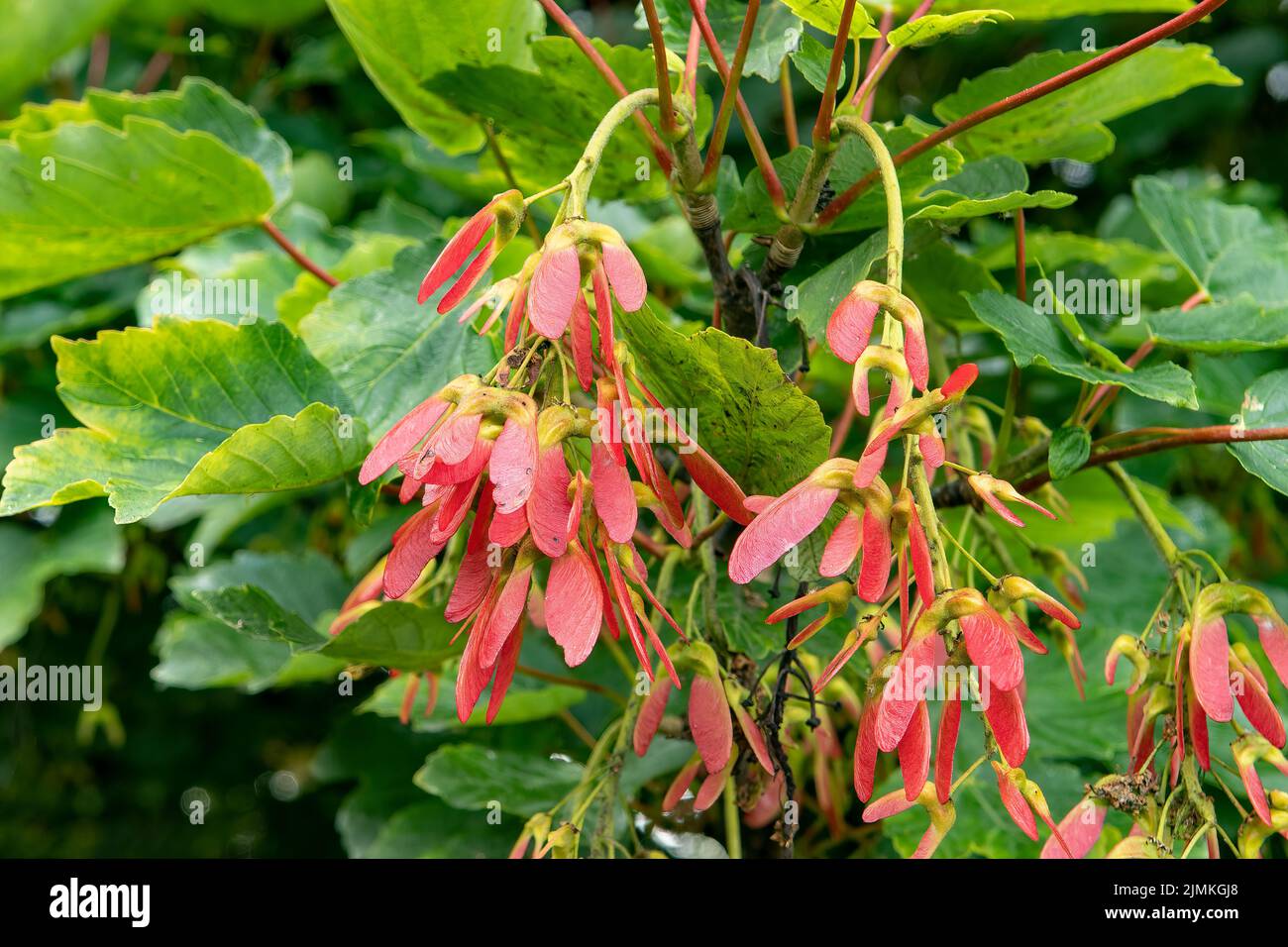 Acer pseudoplatanus, Sycamore Foto Stock