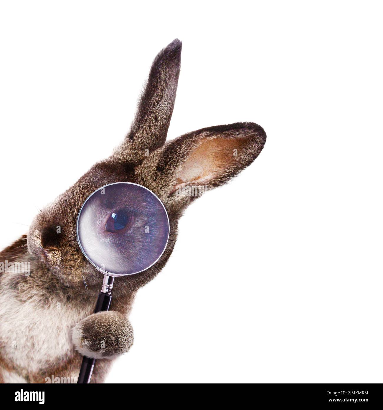 Coniglietto di Pasqua divertente. Buon concetto di vacanza pasquale. Foto Stock