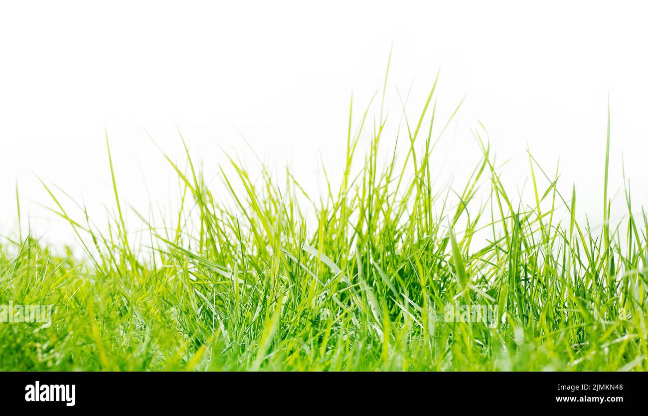 Erba verde, banner di fondo sisonale, isolato Foto Stock