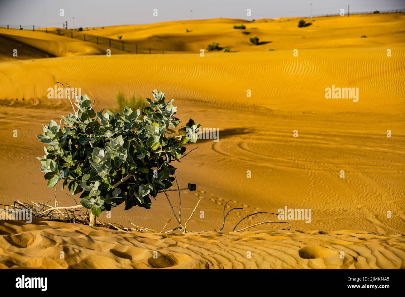 Deserto Arabo di Dubai Foto Stock