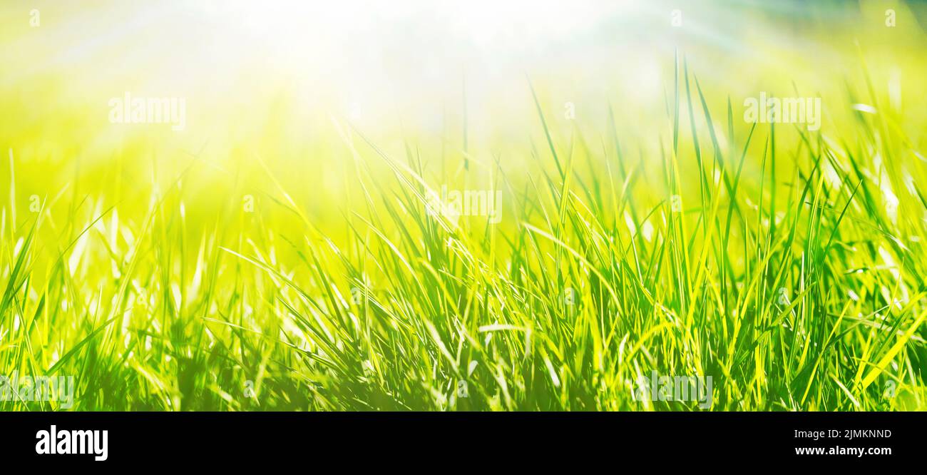 Das saftige Grün von Grashalmen einer Wiese in Nahaufnahme im Panoramaformat. Natur, Licht, Bokeh, Landschaft, Konzept, Ökologie, Feld, Weide, Sommer, Foto Stock