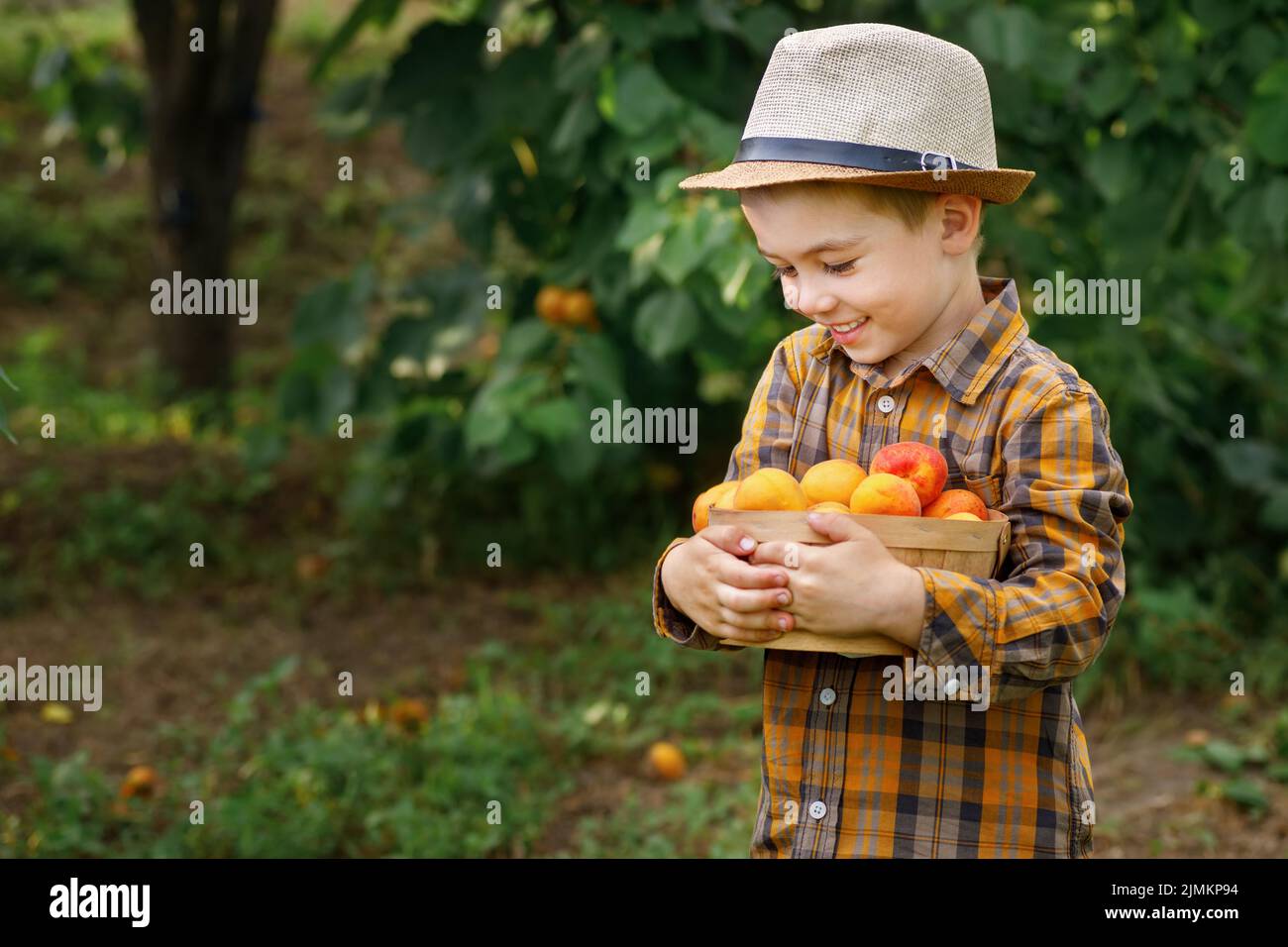 bambino sorridente che tiene il cestino con le albicocche Foto Stock