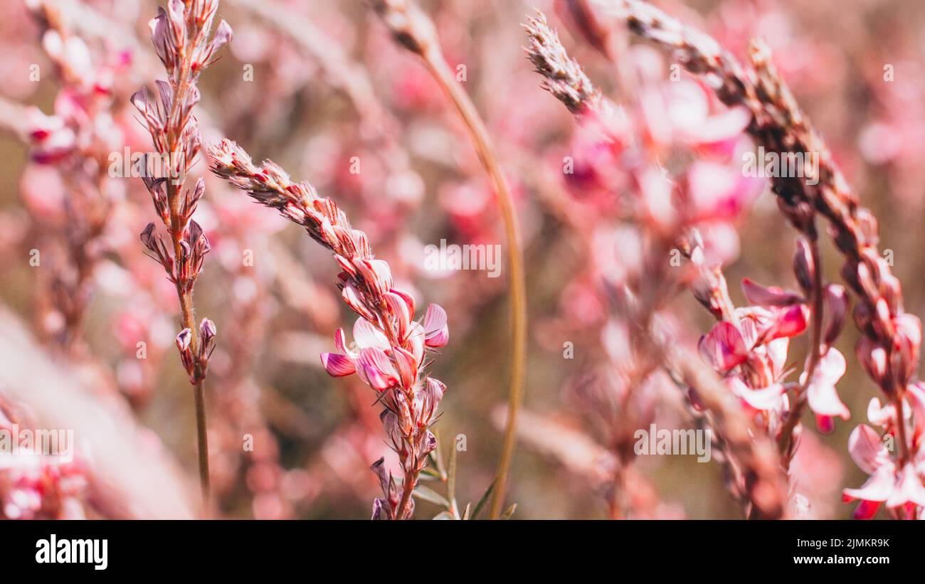 natura sfondo prato fiori bellezza piante Foto Stock