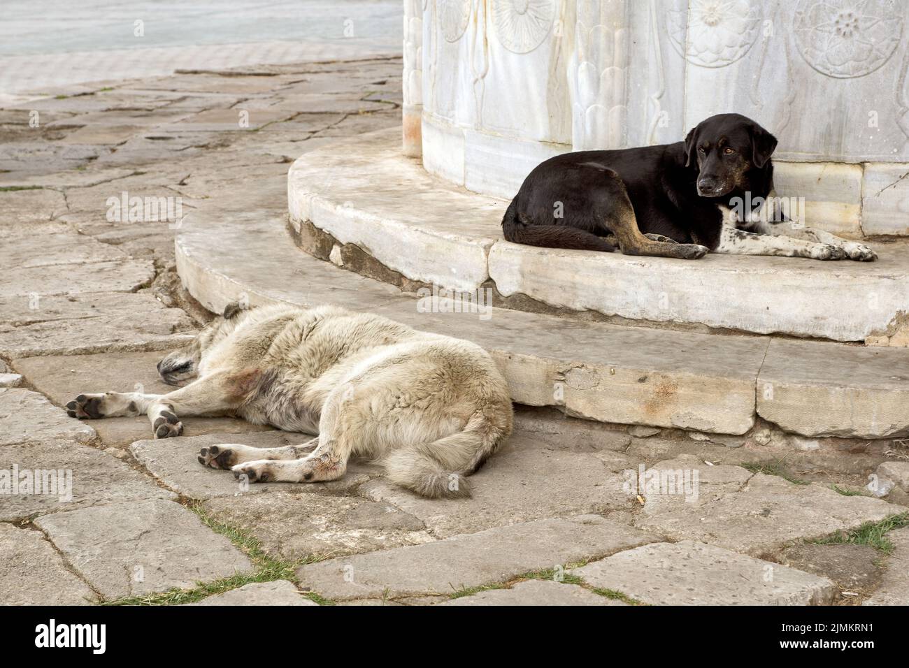Due vecchi cani randagi a Istanbul all'ingresso del Palazzo Topkapi. Foto Stock