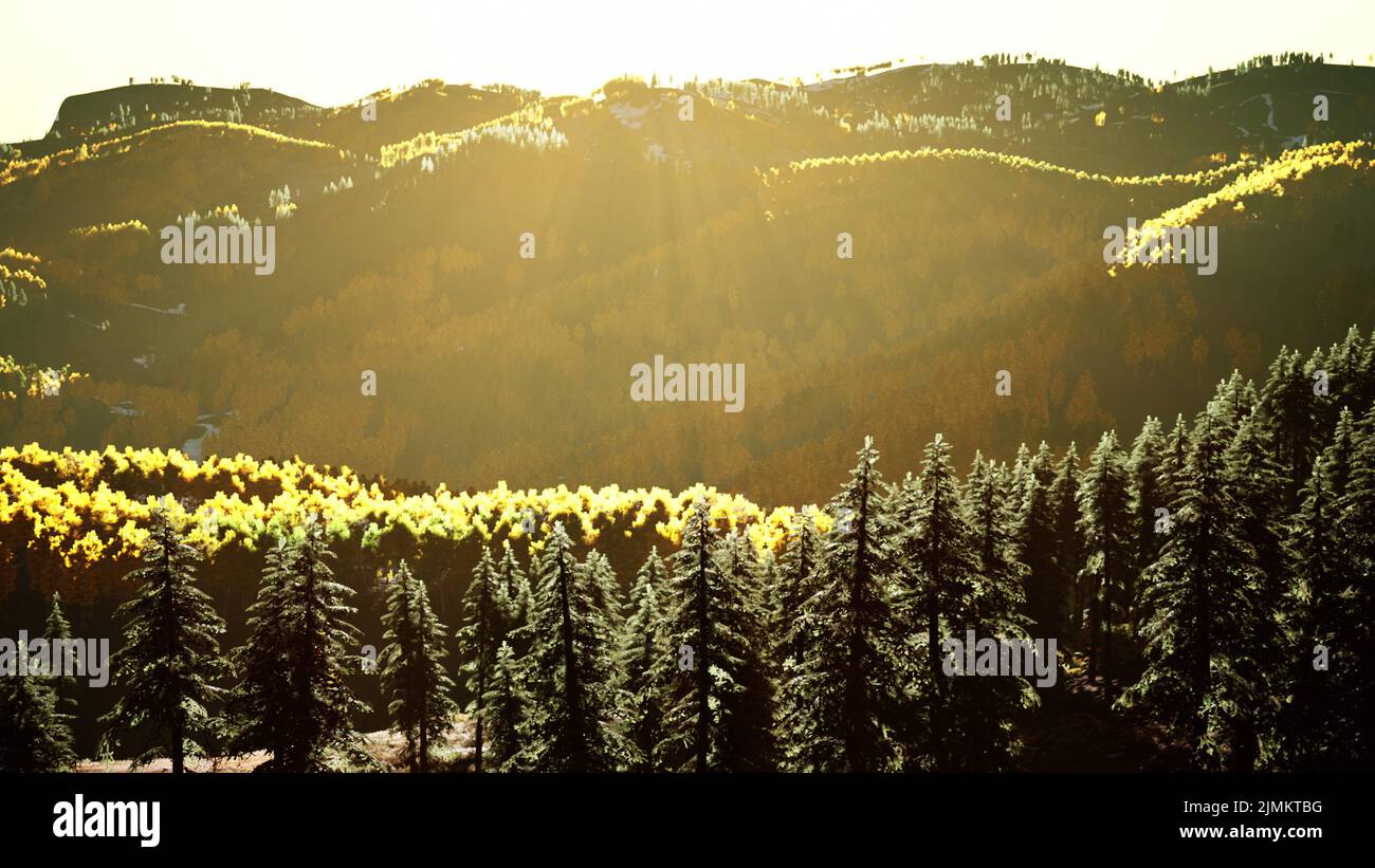 Splendida vista al tramonto nella foresta di cedro di fronte alla catena montuosa sayana Foto Stock