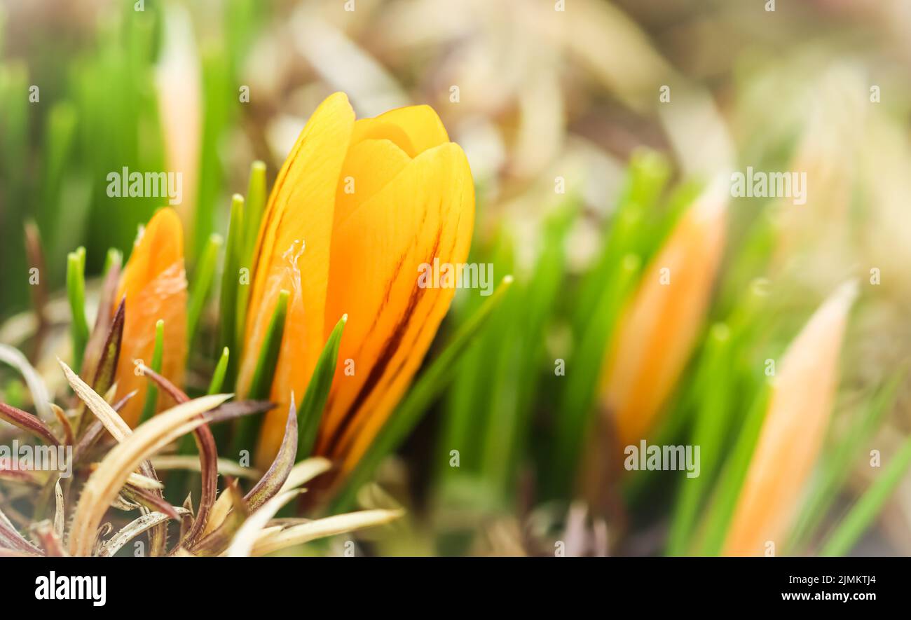 La primavera sta arrivando. I primi croci gialli nel mio giardino Foto Stock