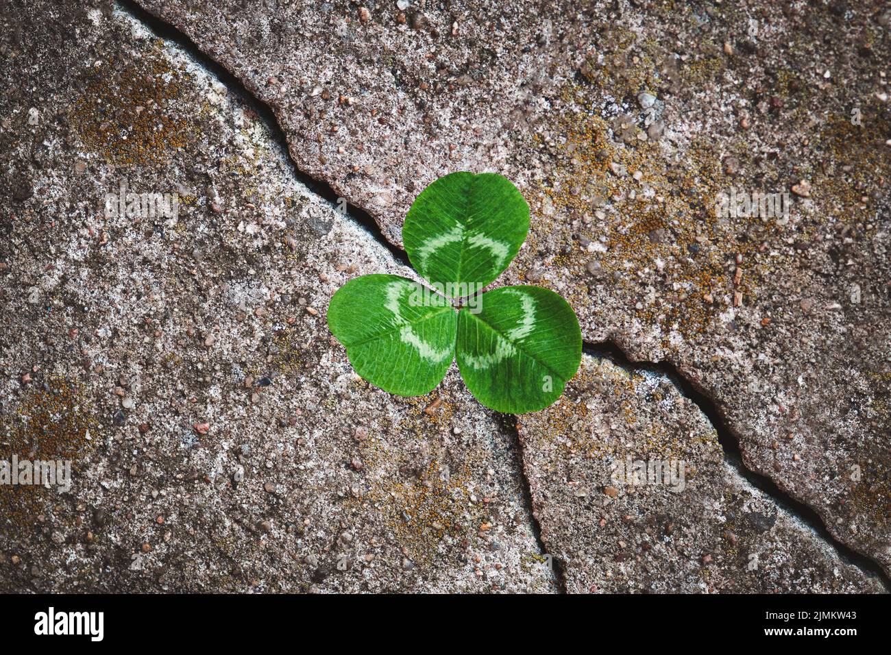 Pianta di trifoglio verde coltivata in pietra - rinascita, resilienza di risveglio e concetto di rinnovamento Foto Stock