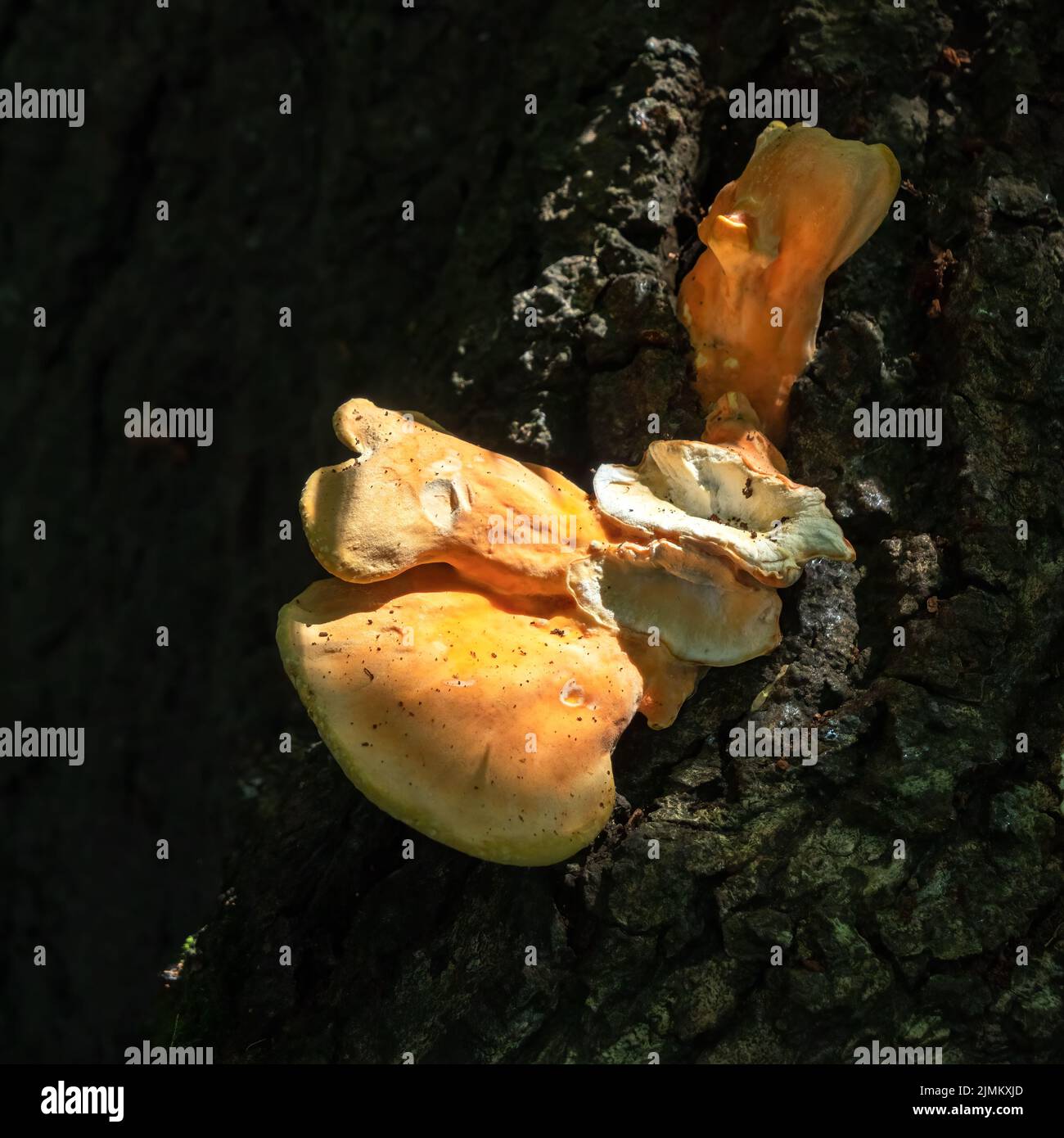 Sunlit Shelf fungo, anche chiamato staffa fungo, basidiomycete, crescendo su un albero Foto Stock
