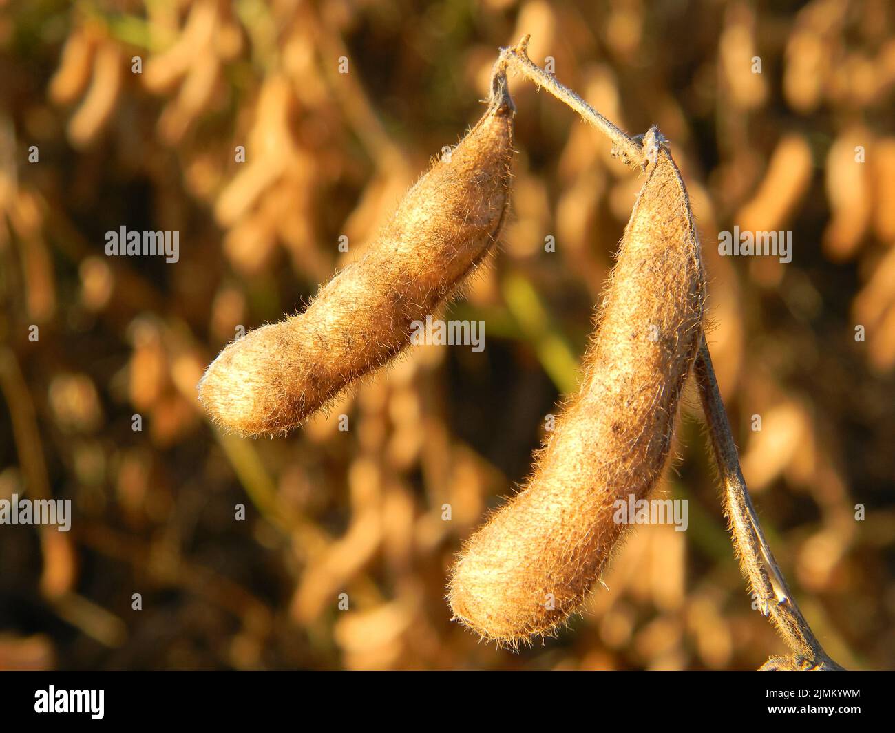 Particolare del baccello di soia nella piantagione del campo Foto Stock
