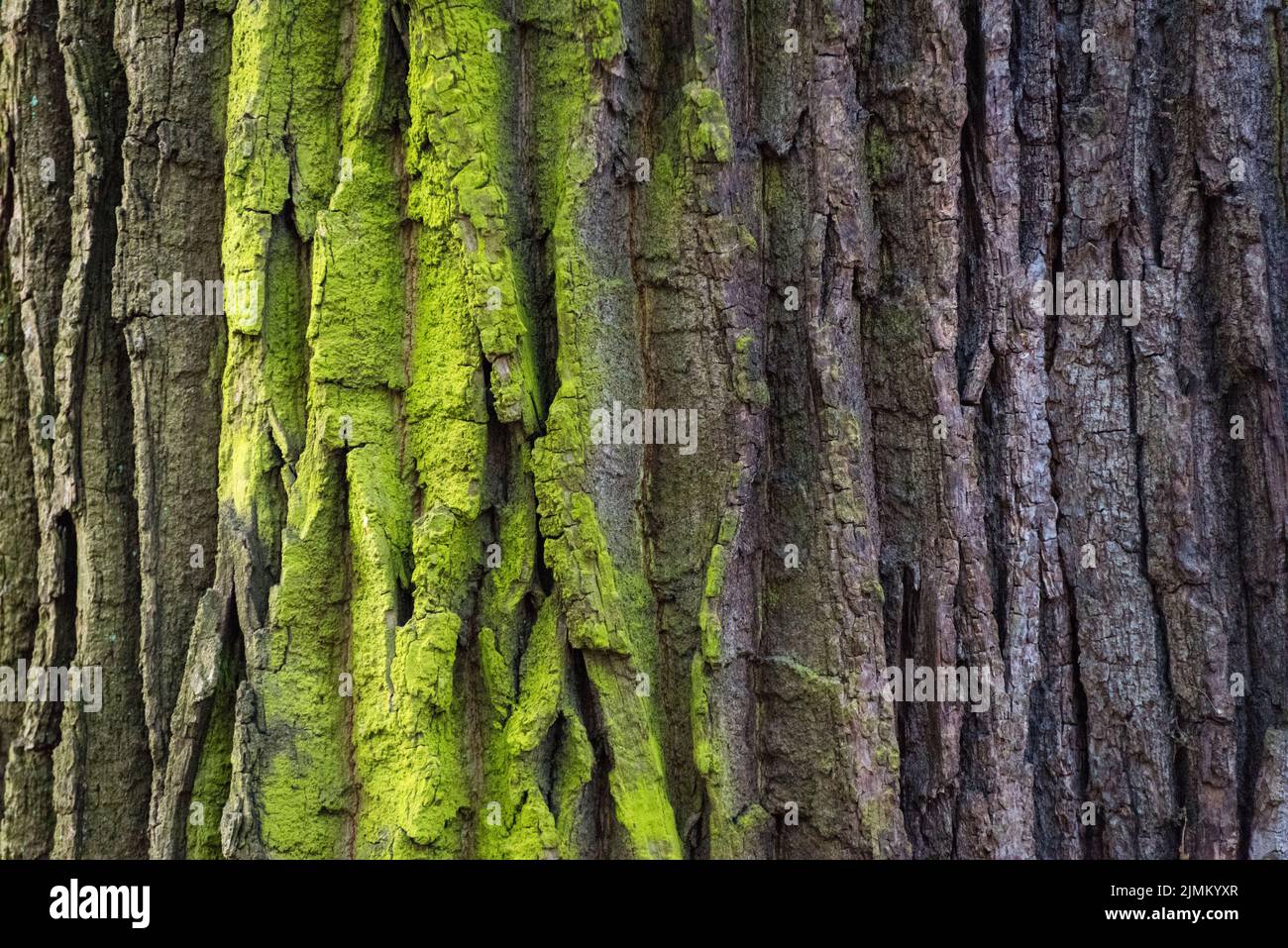 Moss coperchio sulla corteccia di albero dello sfondo. Close-up moss trama sulla superficie della struttura. Foto Stock