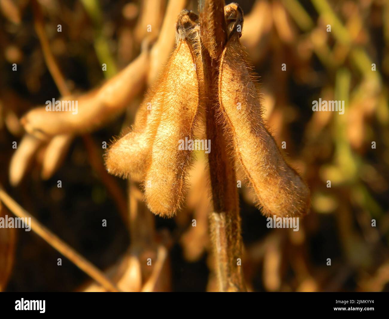 Particolare del baccello di soia nella piantagione del campo Foto Stock