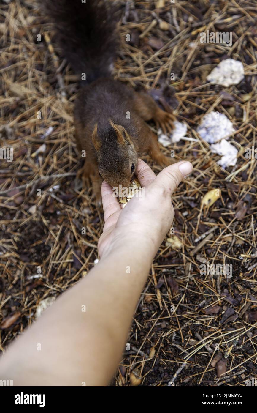 Alimentazione di un animale selvatico nella foresta, animale e cura della natura Foto Stock