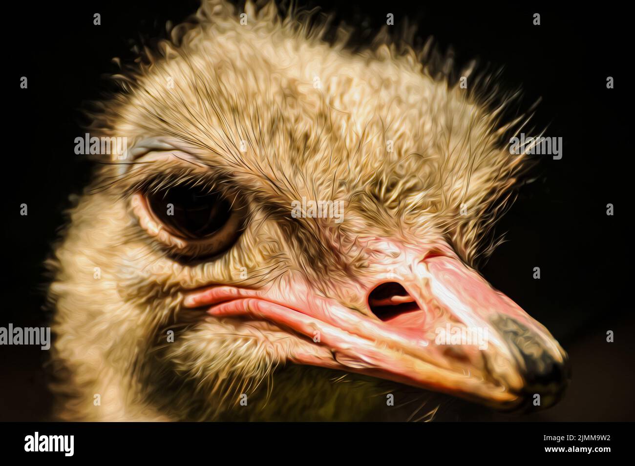 Bella illustrazione struzzo ritratto Foto Stock