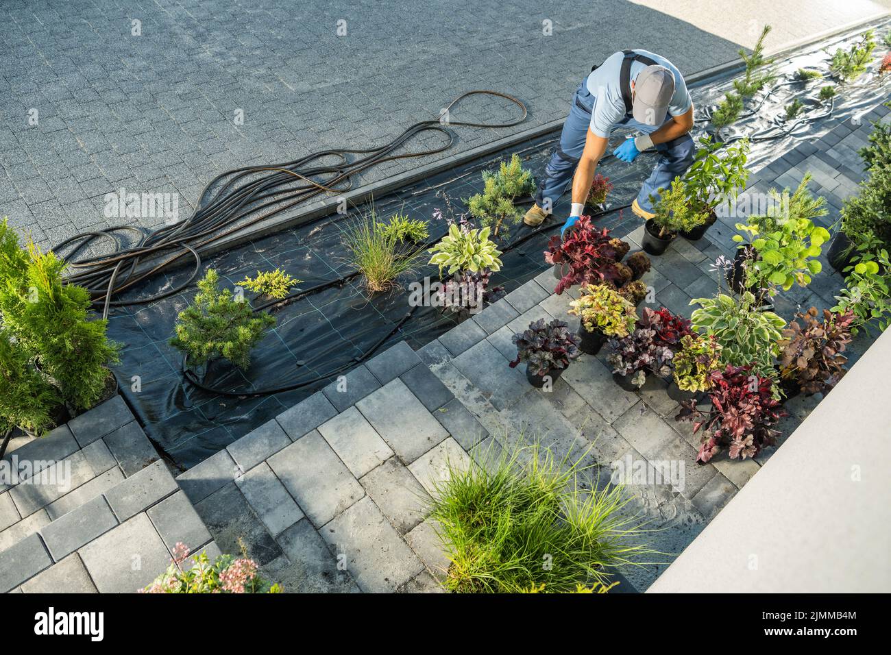 Giardiniere professionista e paesaggista piantare alberi decorativi e piante lungo un vialetto. Erbaccia controllato ed irrigato Area. Foto Stock