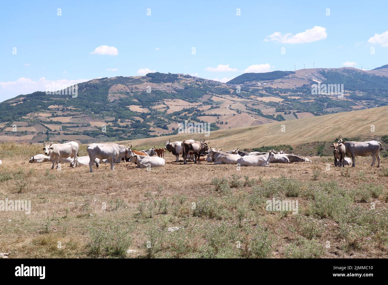 Mucche da pascolo nelle campagne della provincia di Avellino in Italia. Foto Stock